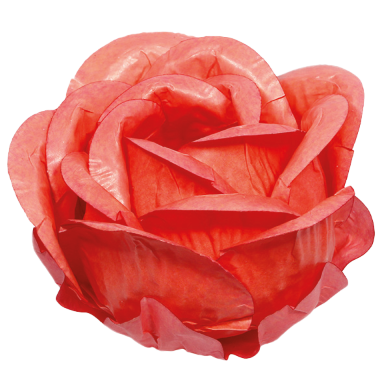 CORAL (Personalizado)
