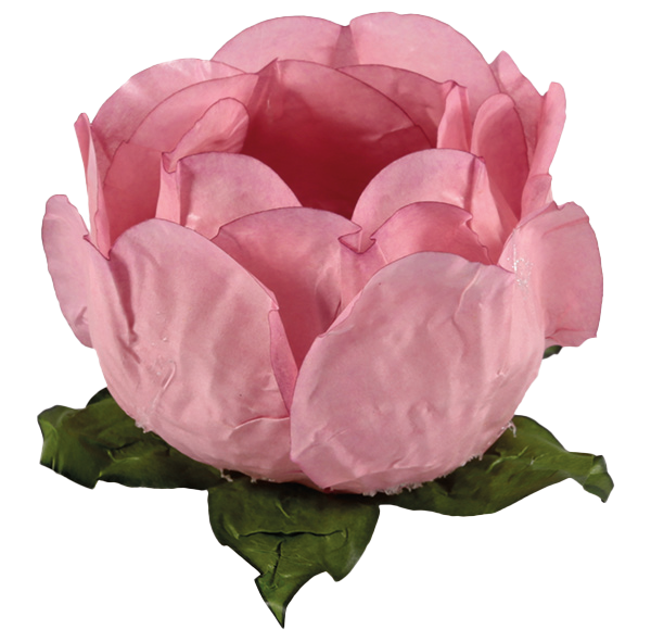 PRINCESA ROSA SECO