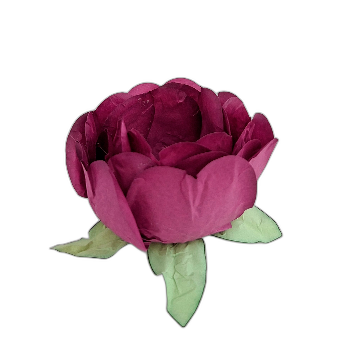 Bela Rose