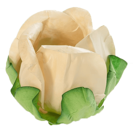 BOTÃO DE ROSA VANILLA