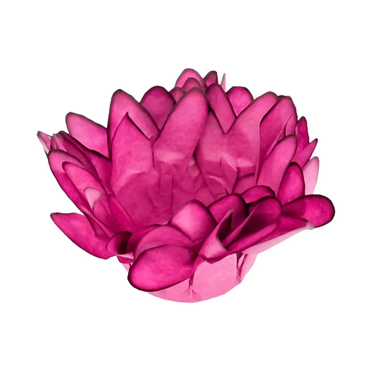 Madri Rose