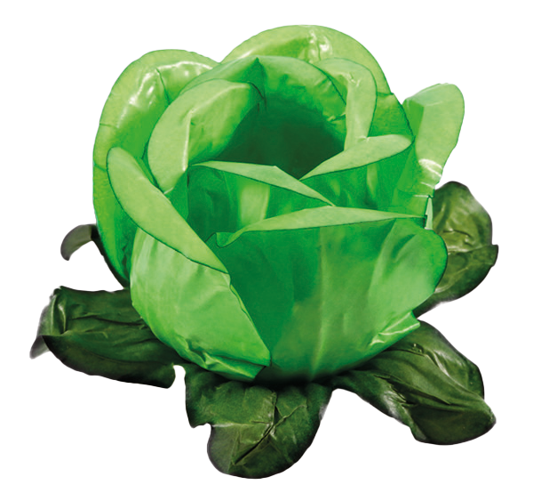RAINHA VERDE LIMÃO CLARO