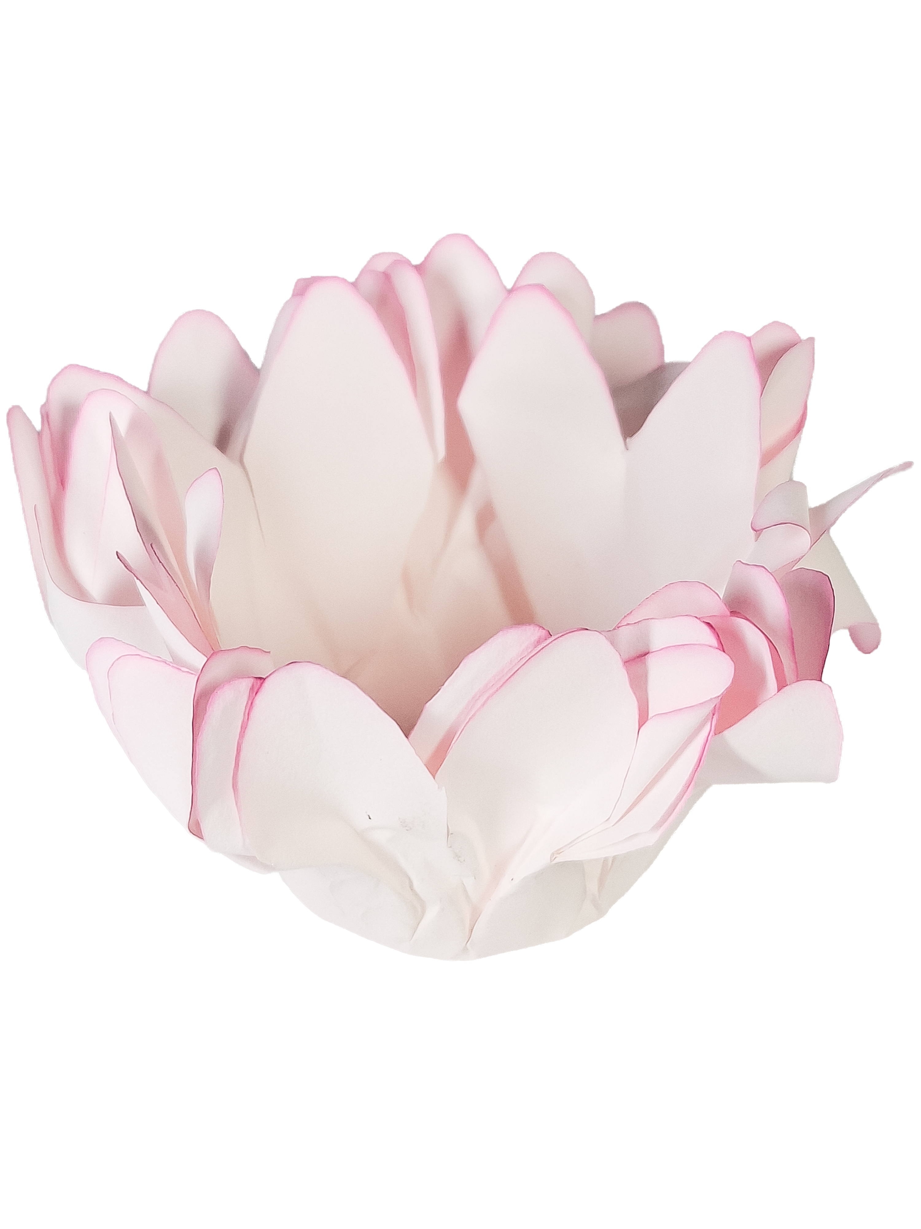 Madri Rosa bebe