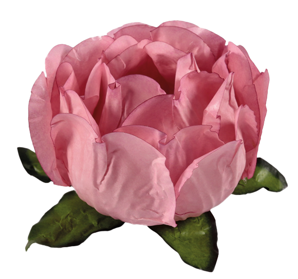 BELA ROSA SECO