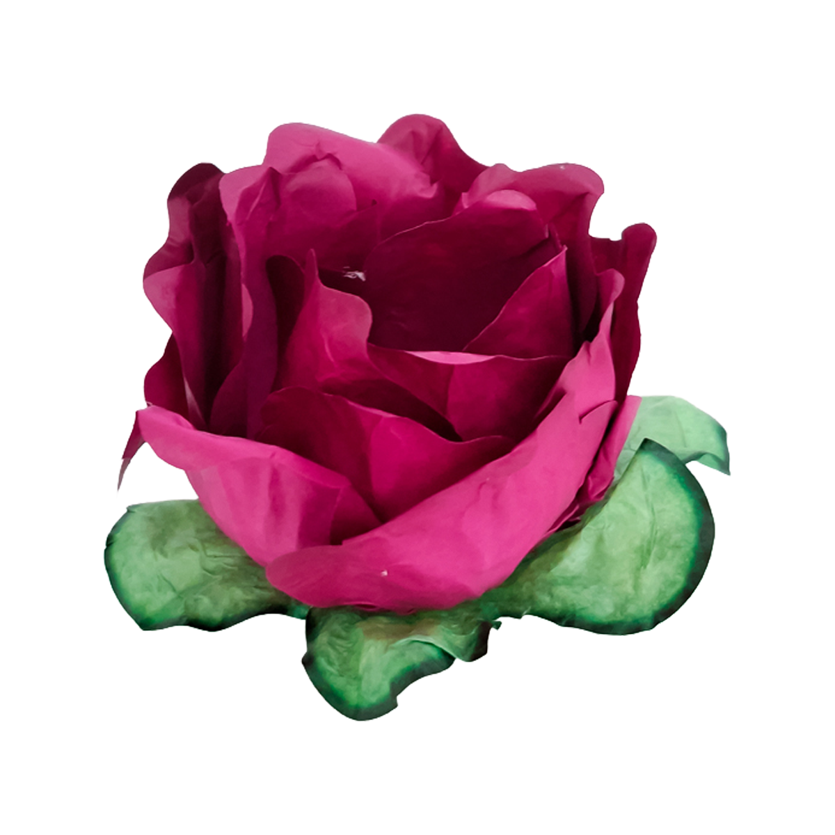 Primavera rose