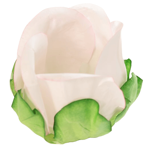 BOTÃO DE ROSA  ROSA BEBE